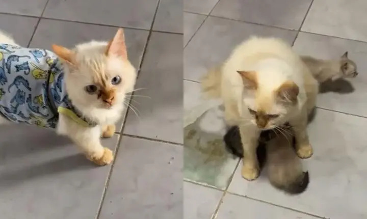 Gato que cuidava de filhotes órfãos em abrigo é adotado, mas adoece de saud