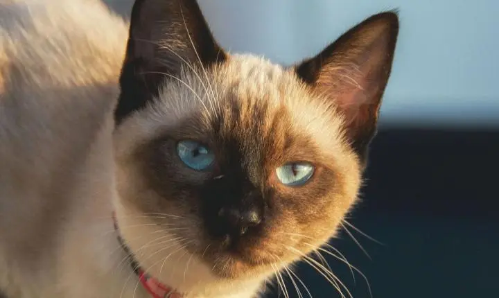Gato siamês se tornou autor de artigo de física atômica em 1975 – ele assinou com a pata em uma das revistas mais prestigiadas do mundo