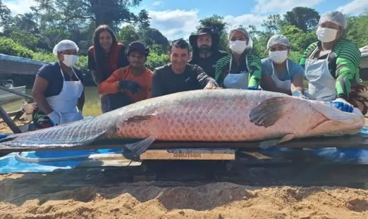 Gigante Pirarucu é Pescado em Costa Marques, Rondônia