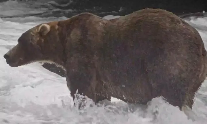 O urso ‘mais gordo’ do Alasca se chama Mochila, tem mãe famosa e é descrito como ‘gigante gentil’