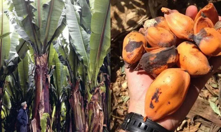 Parece uma banana gigante, mas seu fruto é intragável: a “planta milagrosa” que passa anos debaixo da terra e pode salvar milhões da fome