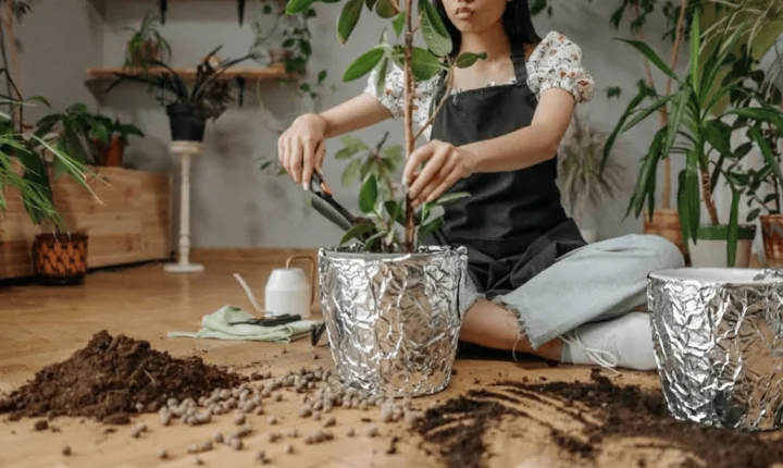Planta seca rápido e não recebe sol o suficiente? Enrole o vaso em papel alumínio