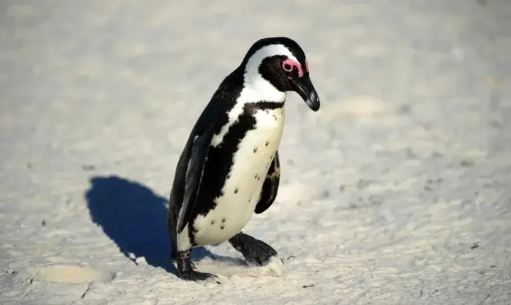 Por que o cocô dos pinguins é rosa? Coloração pode ser vista do espaço e serve para para monitorar a saúde do ecossistema