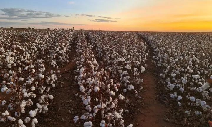 Produtores de algodão reduzem uso de defensivos e água, mostra, relatório