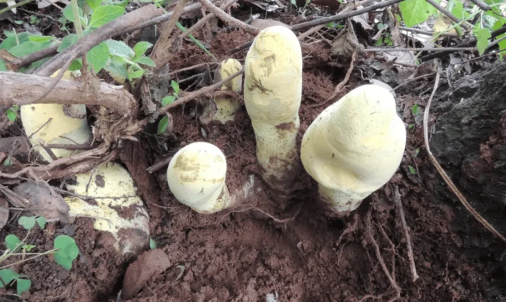 Recém-coroado “rei” dos fungos gigantes chega a incríveis 60 cm de altura; conheça o Dianjunus rex