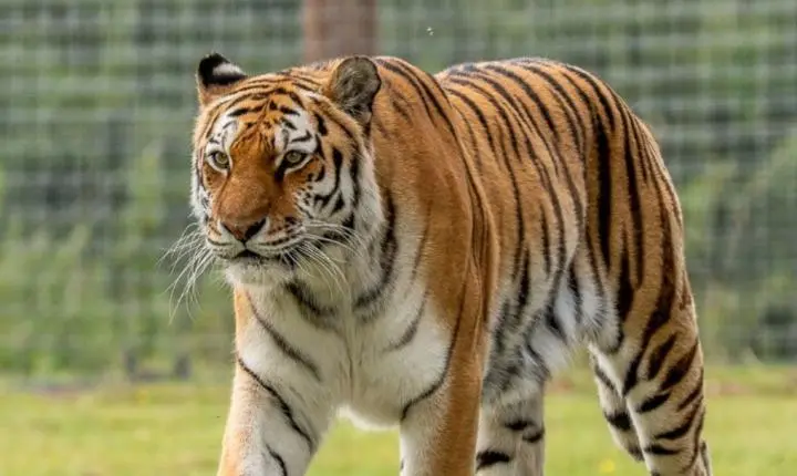 Tigre que matou homem no Reino Unido não será sacrificado, diz zoológico