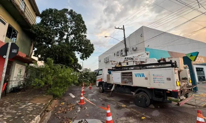 Vereador Edimilson Dourado solicita poda preventiva de árvores na Zona Sul para evitar quedas e desabastecimento de energia