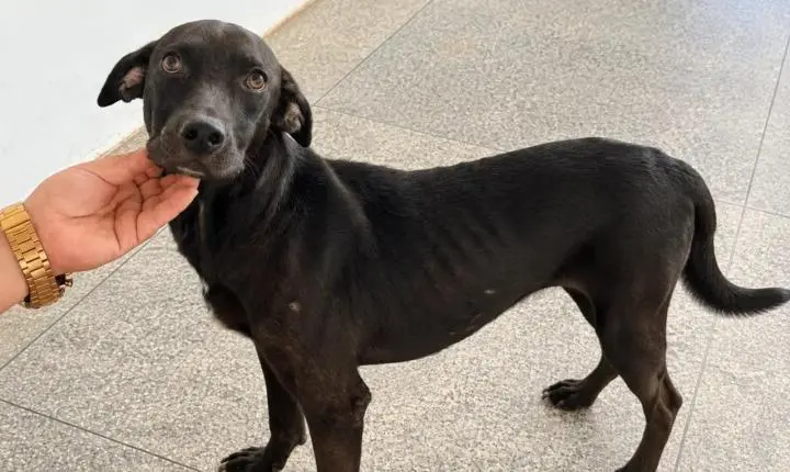 Vini Jr., o cão resgatado durante o jogo do Brasil na Copa do Mundo, anseia por uma nova família